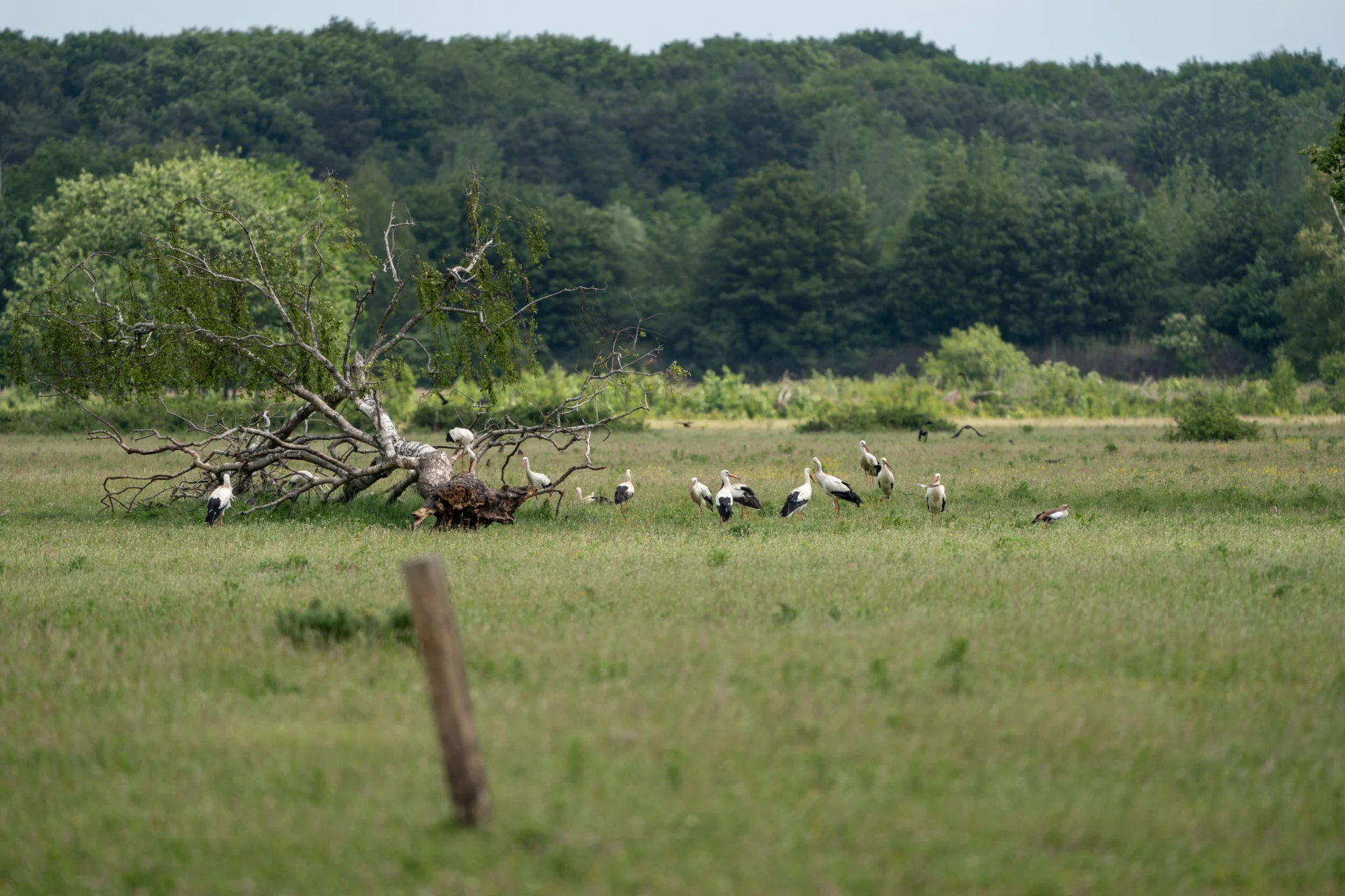 Flock of egret near the tree in a vast open field 2026 01 07 07 31 12 utc