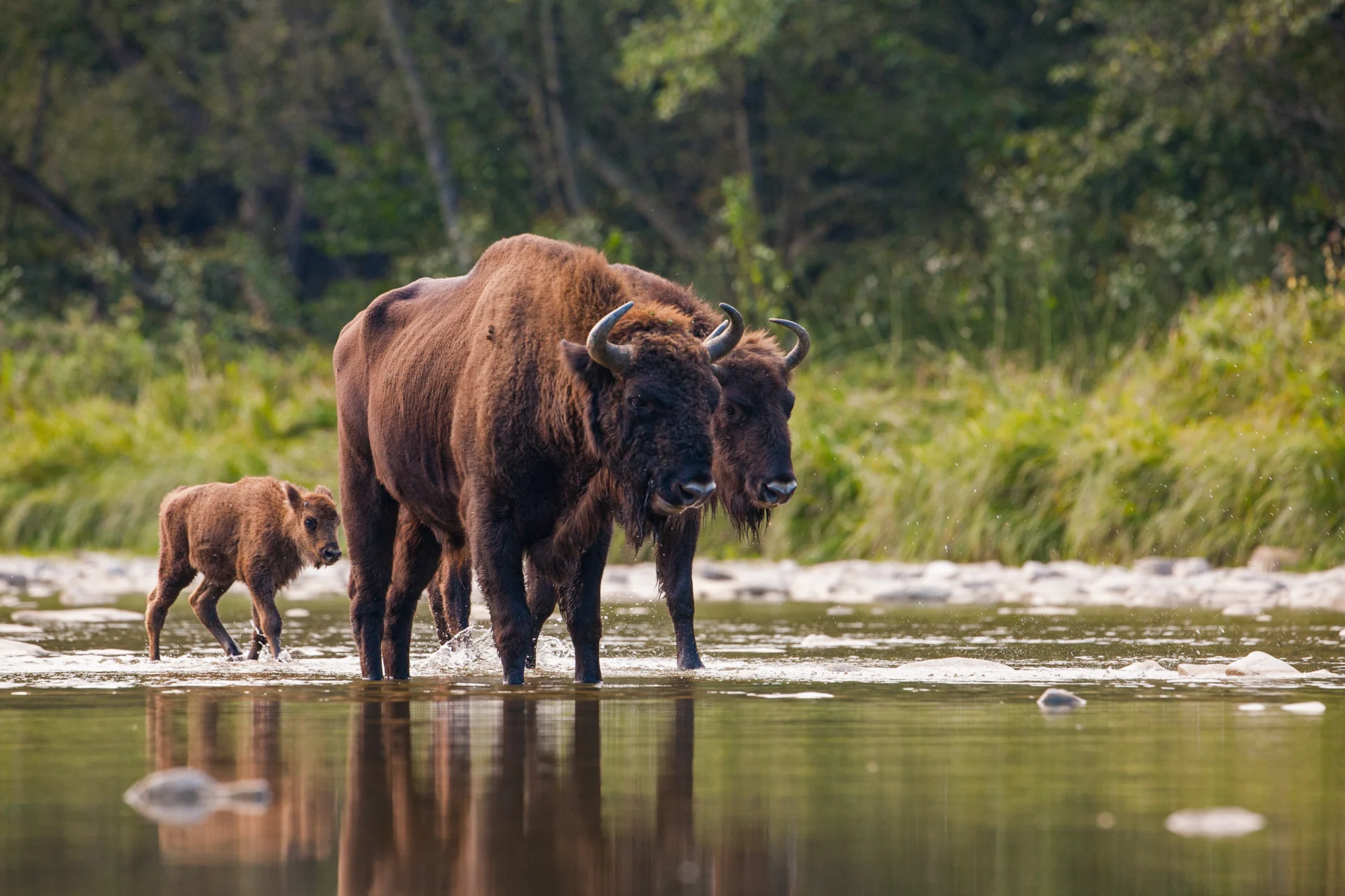 Herd of european bison bison bonasus crossing a 2026 01 06 08 55 48 utc